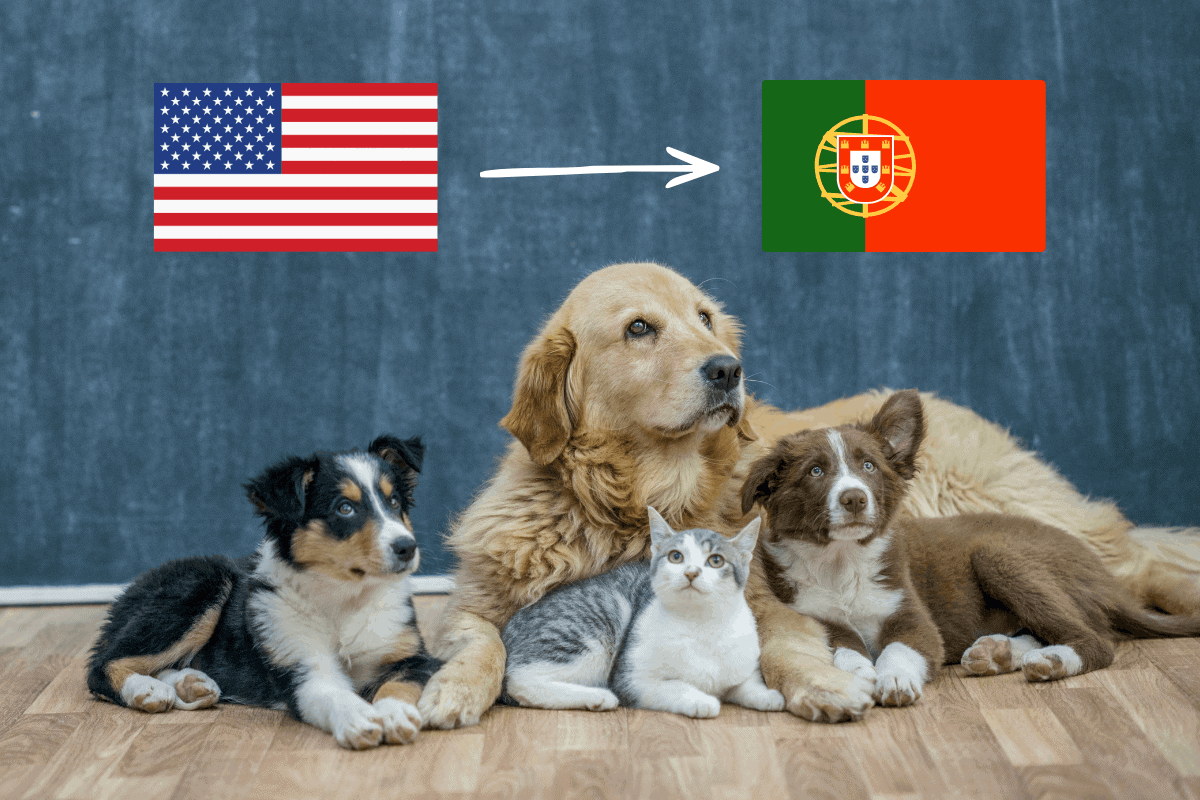 Featured image for USA to Portugal pet relocation guide, showing a golden retriever, cat, and two puppies with US and Portugal flags and an arrow indicating the move.