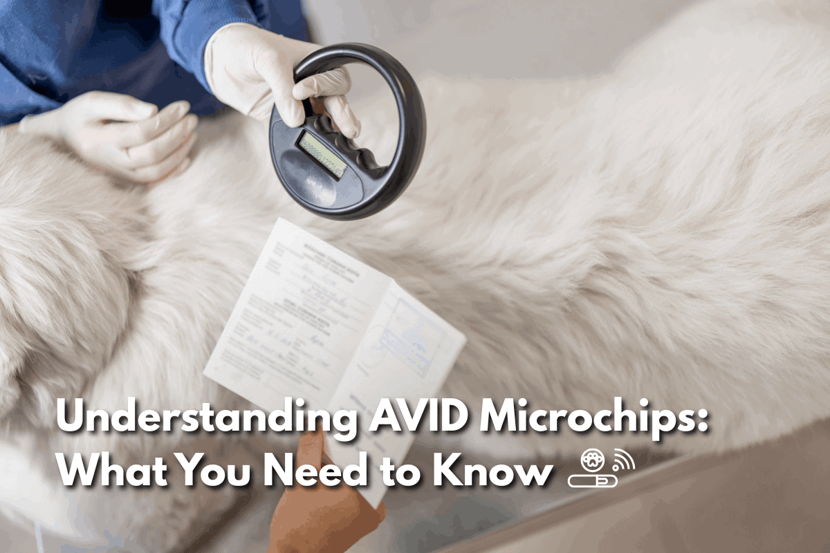 Overhead view of a veterinarian in blue scrubs holding a microchip scanner over a fluffy white dog's back, with a hand holding paperwork below, and text overlay reading 'Understanding AVID Microchips: What You Need to Know.'