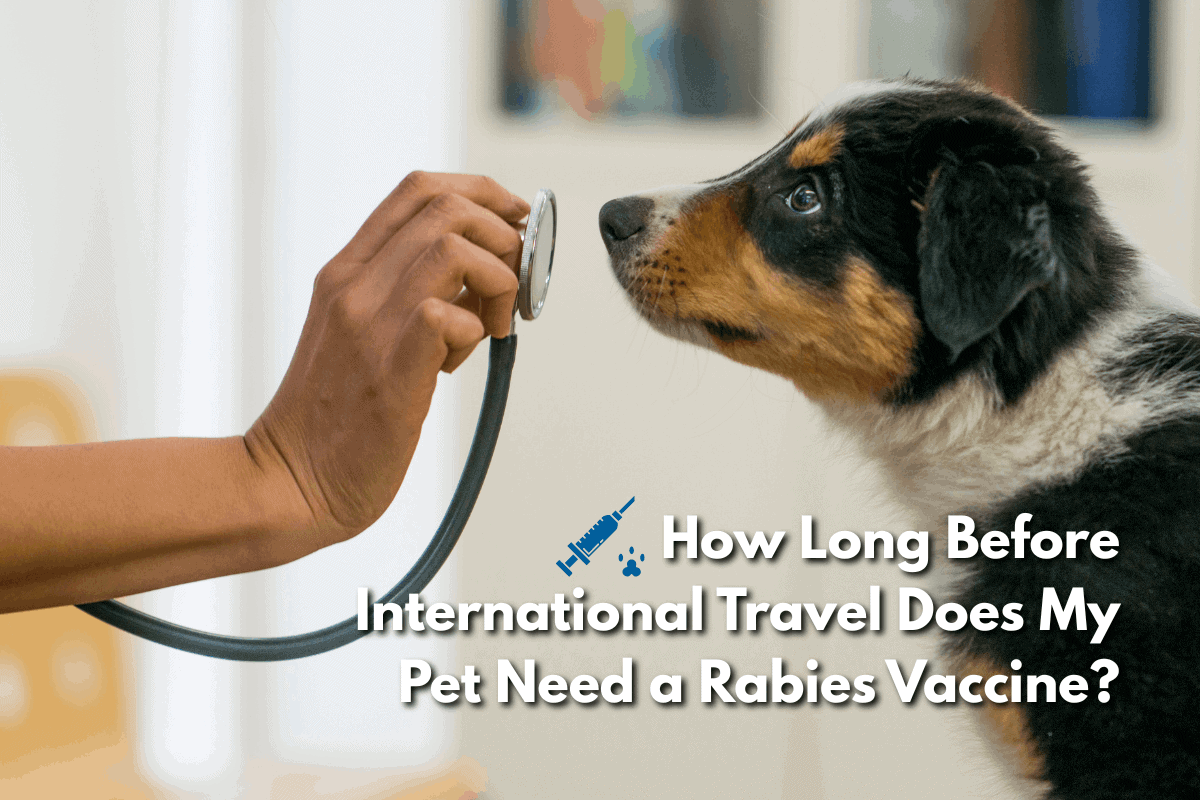 Featured image for a blog post titled 'How Long Before International Travel Does My Pet Need a Rabies Vaccine?' showing a hand holding a stethoscope toward a tricolor puppy's nose during a vet exam.