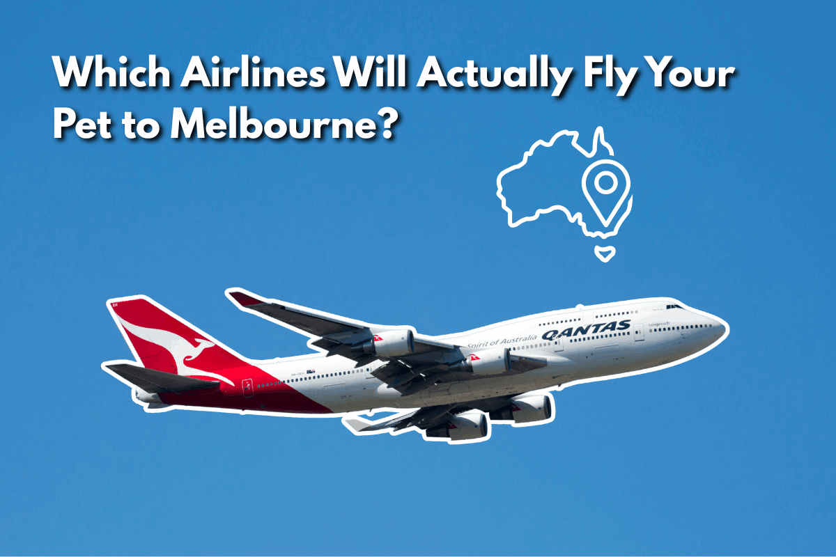 Qantas Boeing 747 aircraft in flight against a blue sky, blog header for 'Which Airlines Will Actually Fly Your Pet to Melbourne?' with an outline map of Australia marking Melbourne.