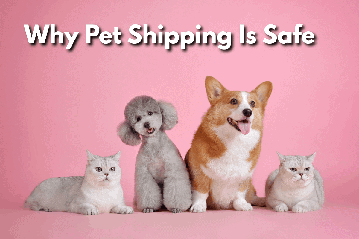 Two gray British Shorthair cats, a gray poodle, and a corgi sitting side by side against a pink background, for a blog post on why pet shipping is safe.