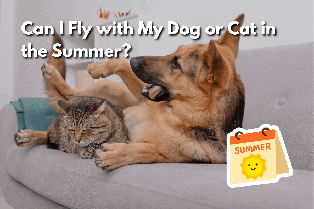 German shepherd dog and tabby cat relaxing together on a couch, with text overlay 'Can I Fly with My Dog or Cat in the Summer?