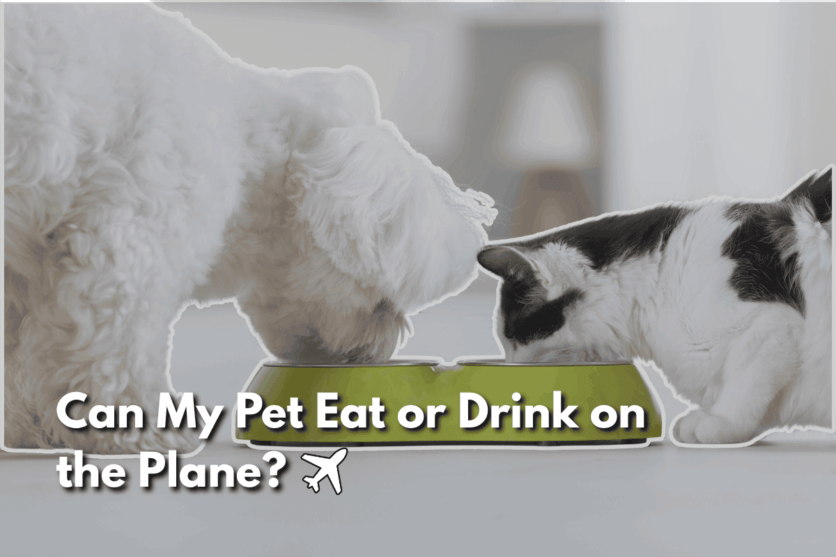 Dog and cat eating from a shared bowl, with text asking if pets can eat or drink during a flight
