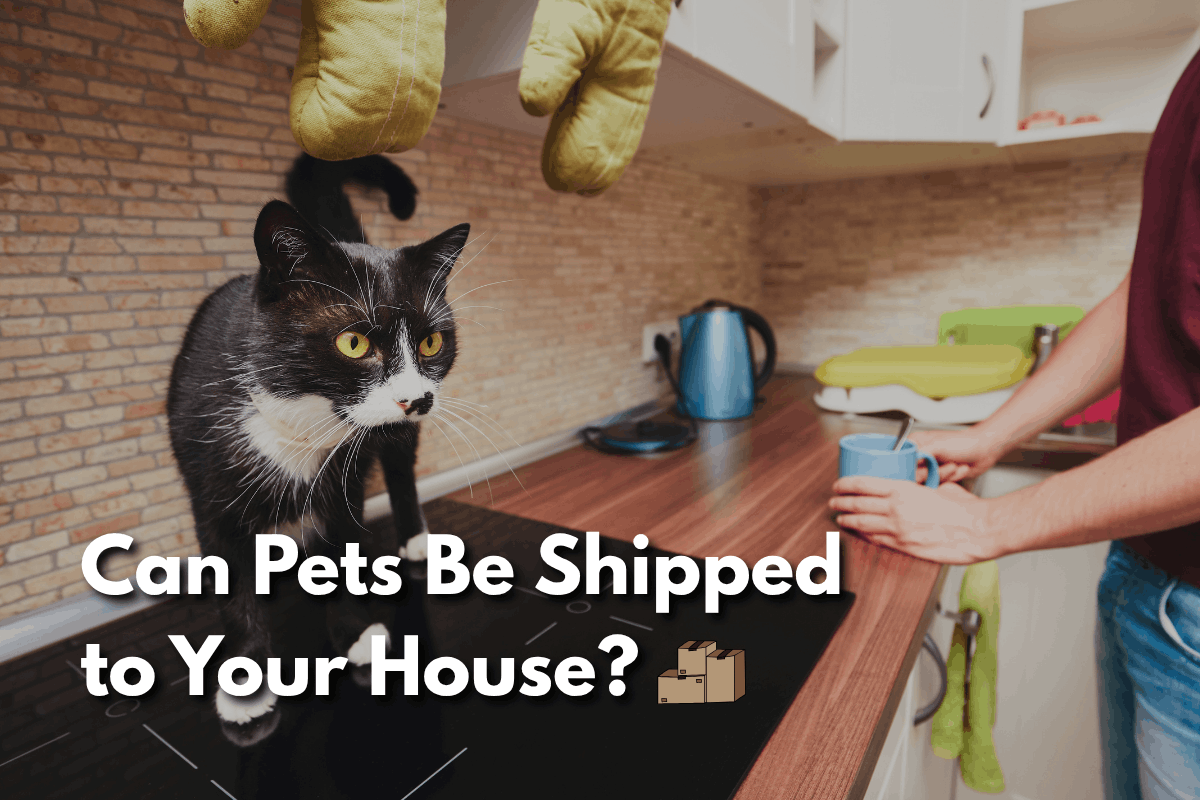 Cat in a kitchen illustrating the blog post Can Pets Be Shipped to Your House