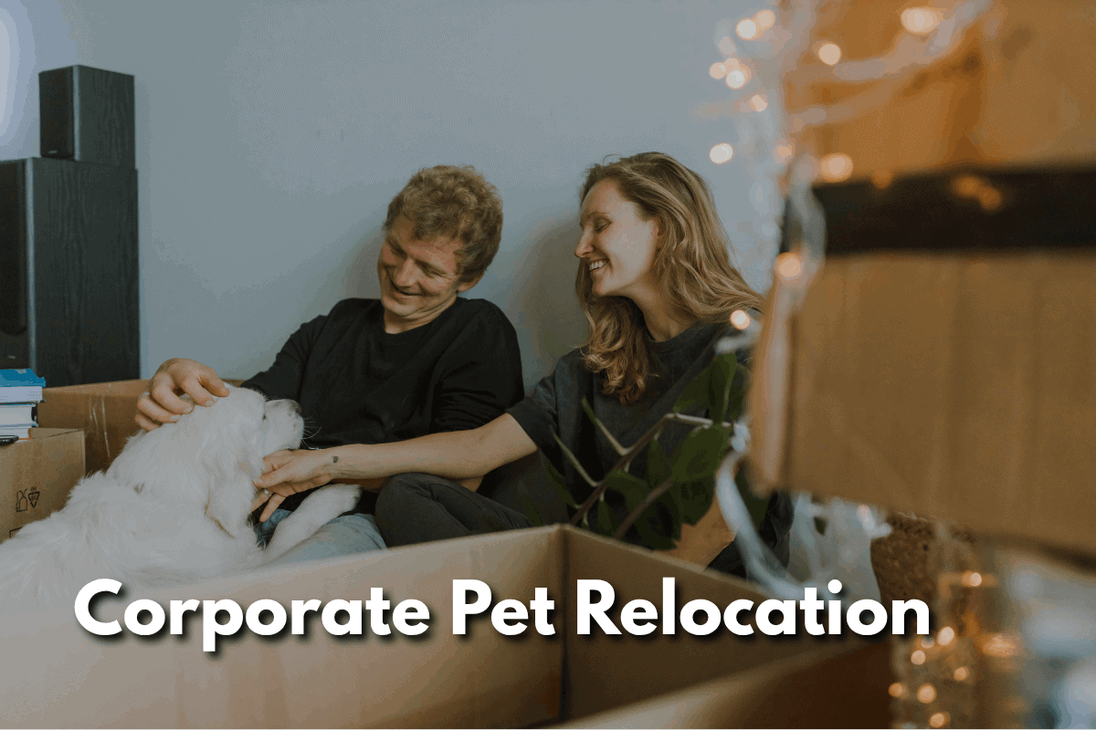 Couple petting a large white dog while surrounded by moving boxes, with text overlay 'Corporate Pet Relocation'