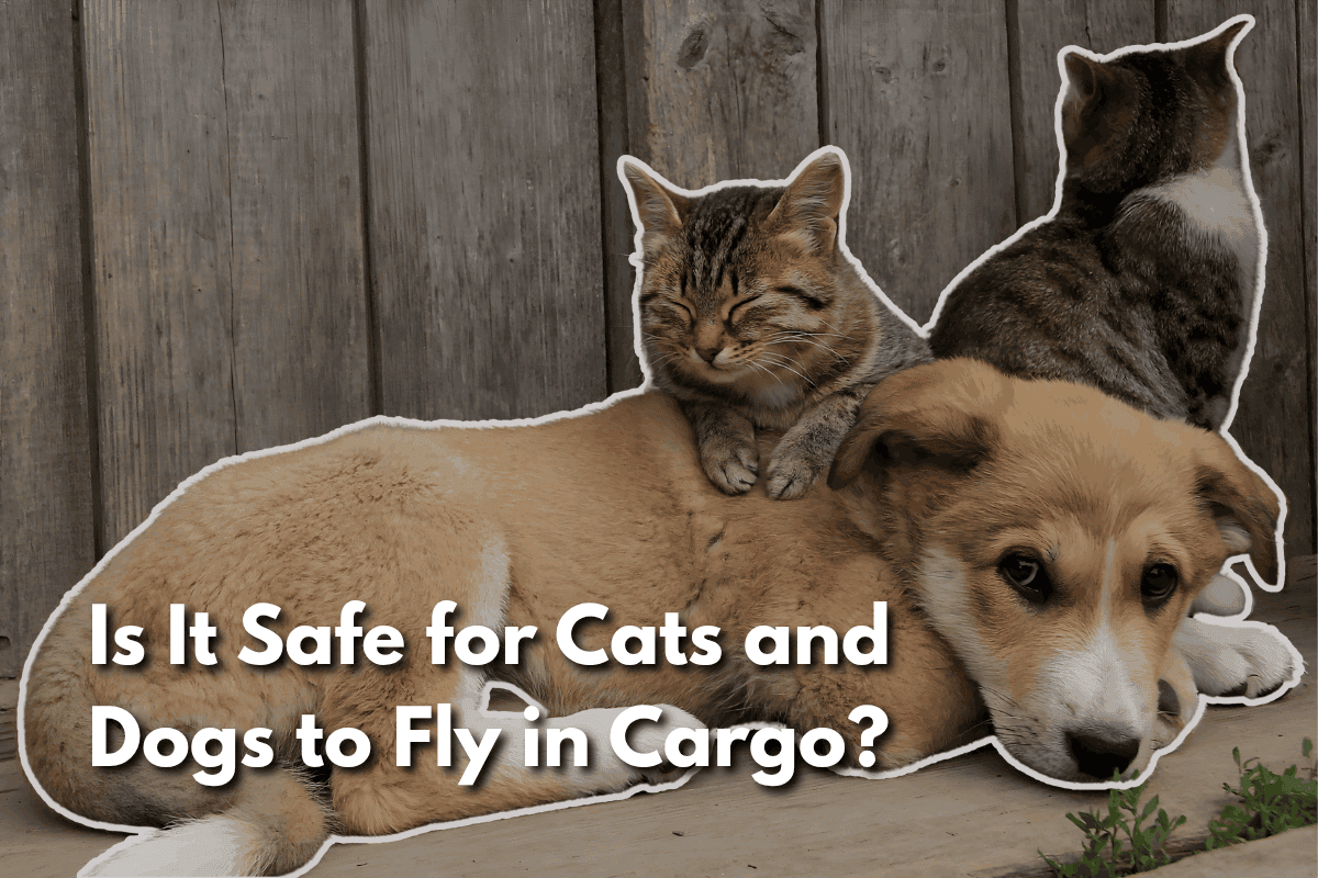 Cats and dogs cargo flight safety blog header image.