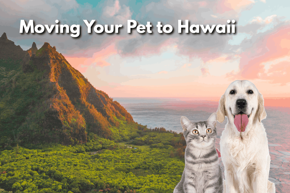 Cat and golden retriever in front of a lush Hawaiian coastline at sunset, with text reading 'Moving Your Pet to Hawaii'