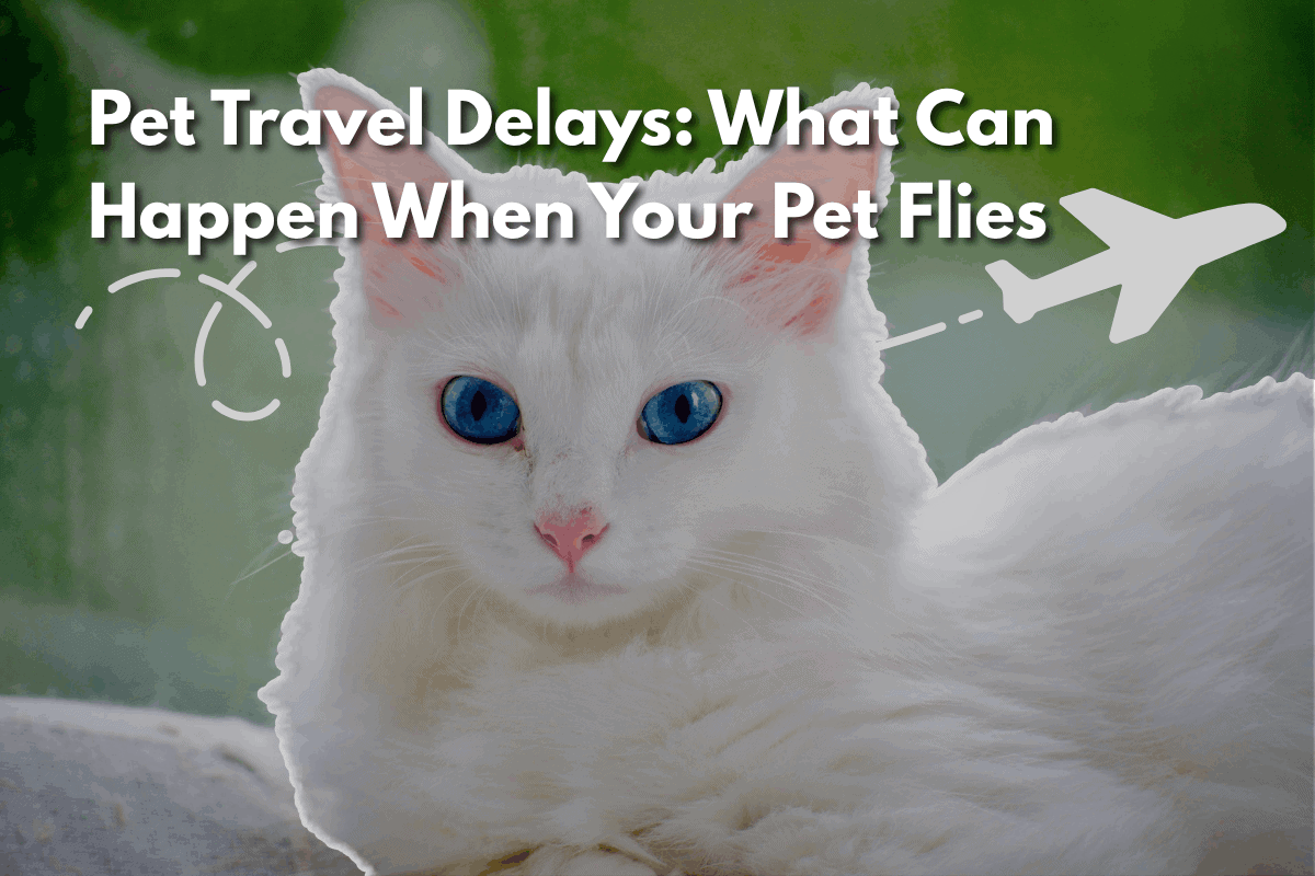 White fluffy cat with blue eyes lying down, with text overlay 'Pet Travel Delays: What Can Happen When Your Pet Flies' and a plane icon on a green background
