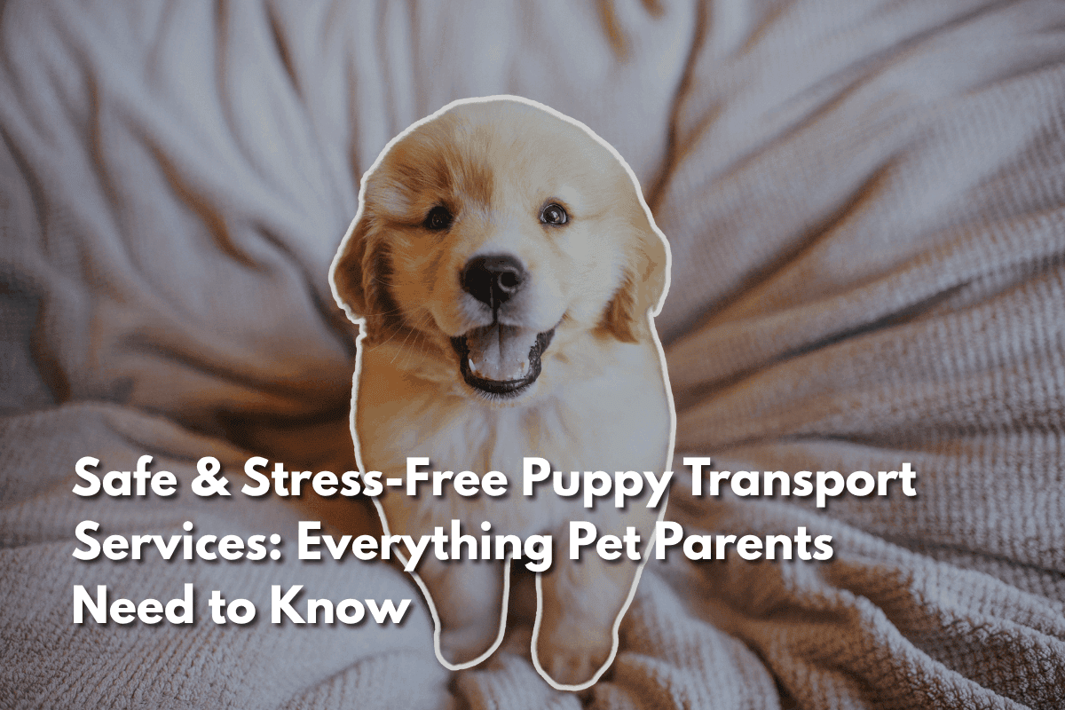 Golden retriever puppy being safely transported – WorldCare Pet Transport puppy relocation blog