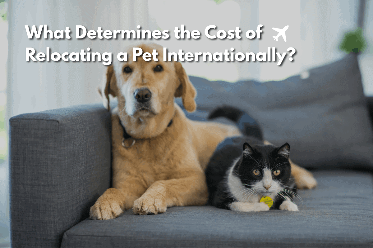 Featured image for “What Determines the Cost of Relocating a Pet Internationally?”