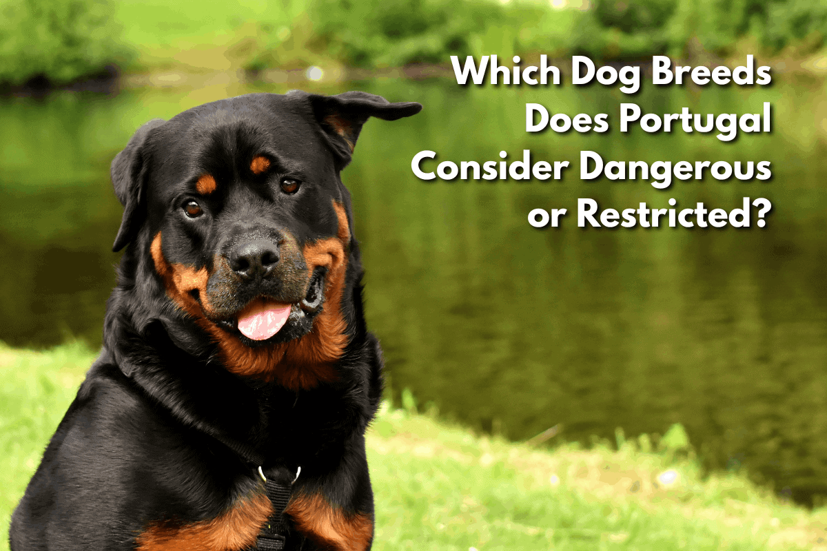 Rottweiler standing on grass by a lake, one of the dog breeds classified as restricted in Portugal