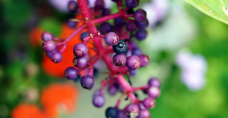 berry_branch