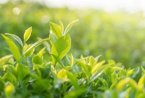 main_sunny_green_tea
