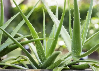 main_aloe_vera_plant.jpg