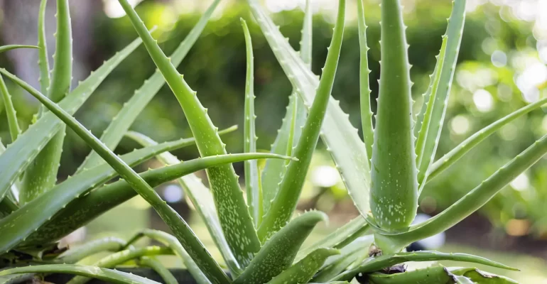 main_aloe_vera_plant.jpg