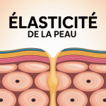 Elasticite de la peau schema artistique couches et fibres