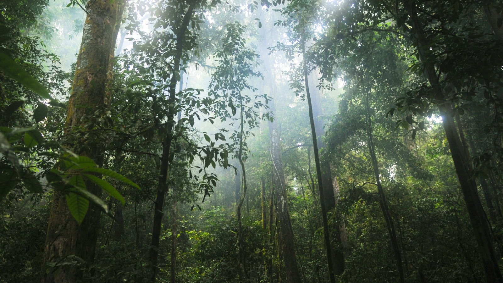 My rainforest pledge in detail, my goal and an assessment of impact