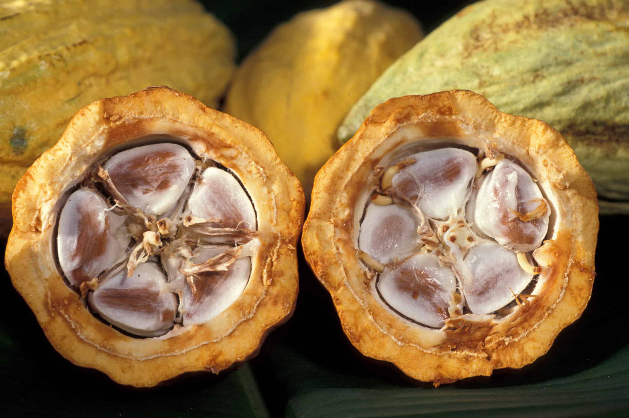 Cacao en San Luis