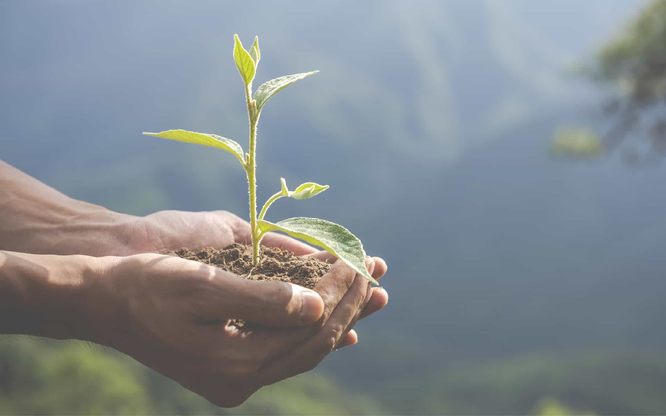 Los Jóvenes y el ambiente en La Ceja