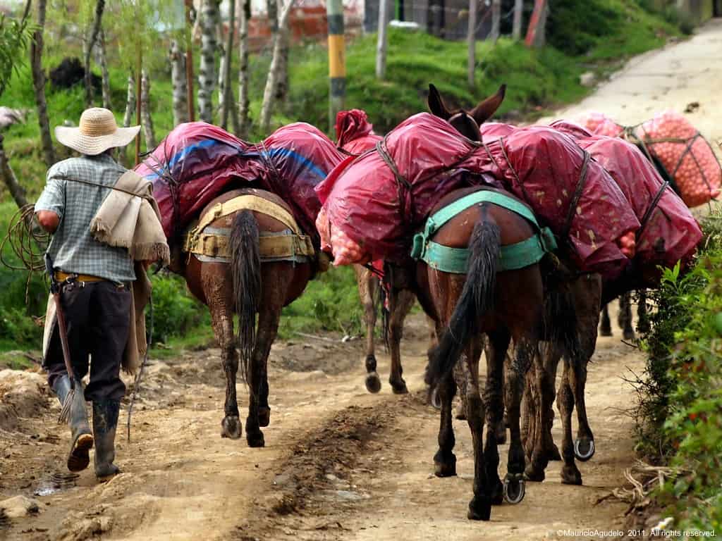 Los arrieros del Jordán en San Carlos