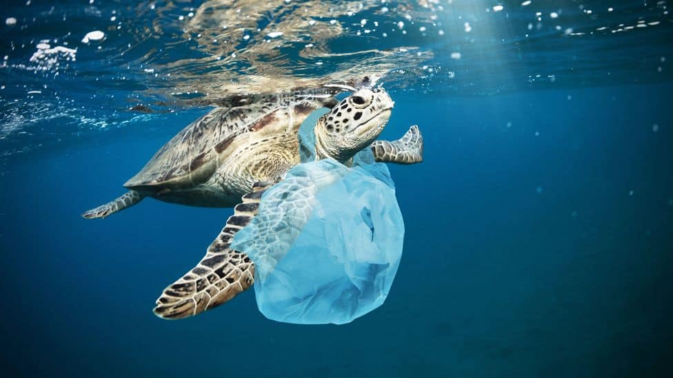 La afectación de las bolsas plásticas al planeta