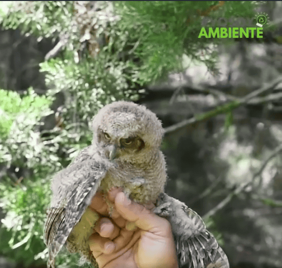 Guatapé protege su fauna silvestre