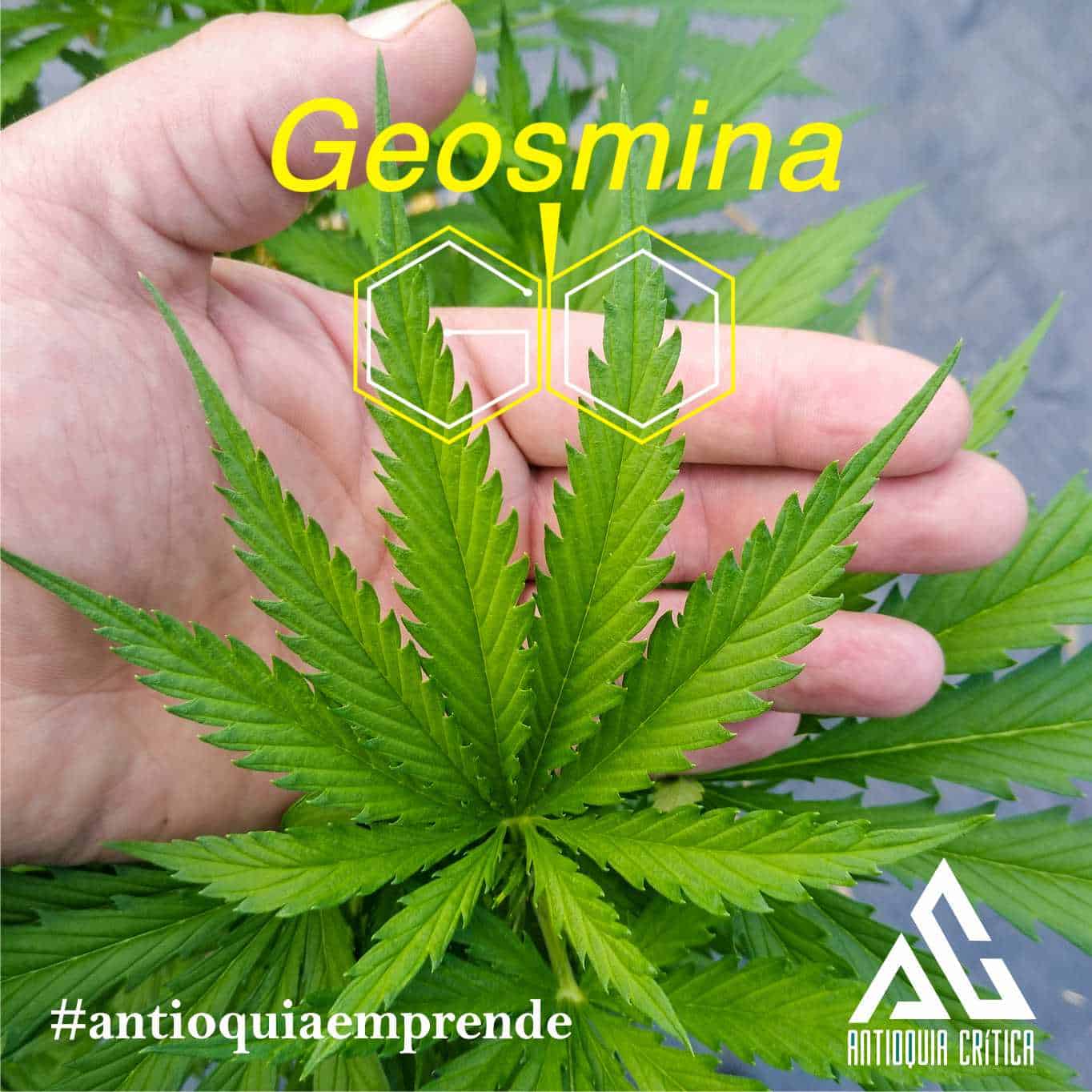 Geosmina #Antioquiaemprende