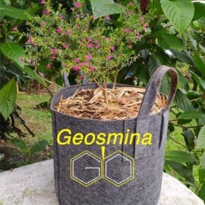 Geosmina #Antioquiaemprende