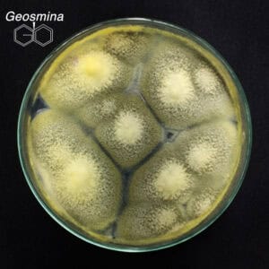 Geosmina #Antioquiaemprende
