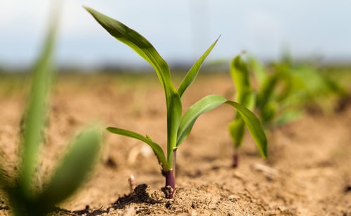 Maceo apoya el agro comercial