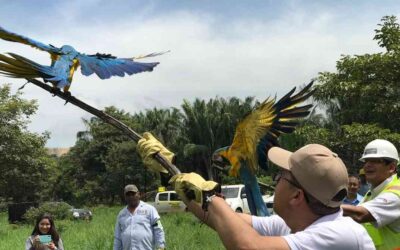 En La Ceja se protege a los animales silvestres