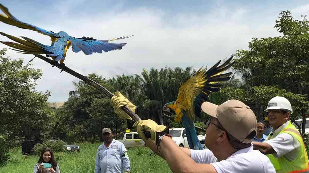En La Ceja se protege a los animales silvestres