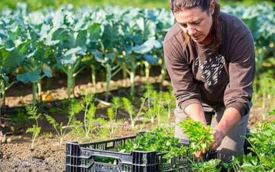 La agricultura ecológica como posibilidad