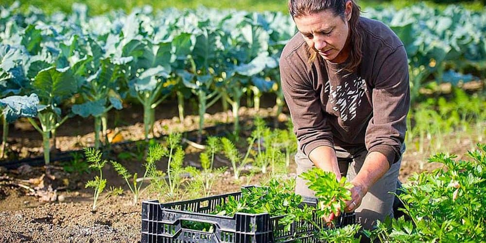 La agricultura ecológica como posibilidad