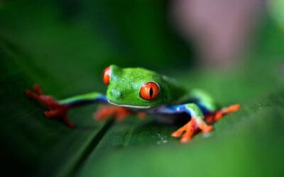 Talleres de biodiversidad y fauna silvestre en Granada