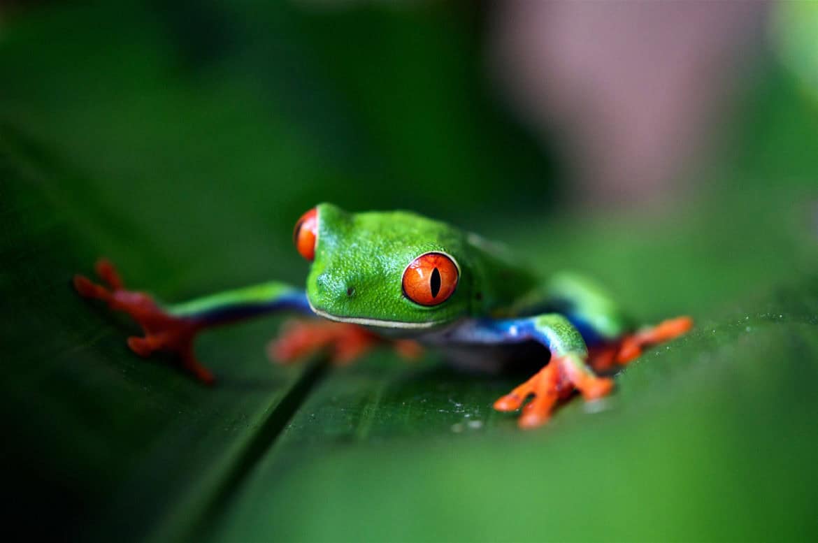 Talleres de biodiversidad y fauna silvestre en Granada