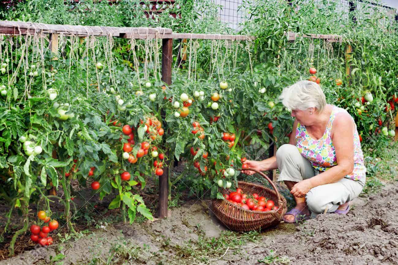 Cultiva una huerta en casa