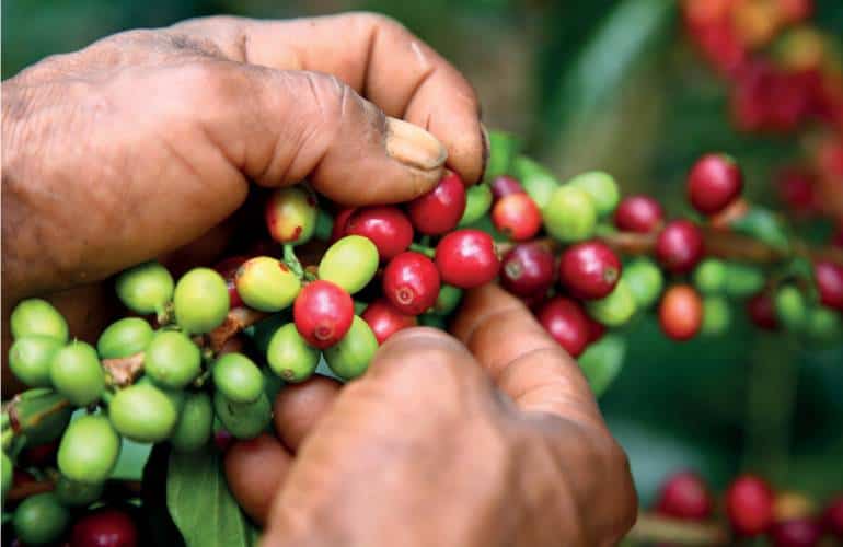 San Andrés de Cuerquia implementa protocolos de bioseguridad en los cafeteros