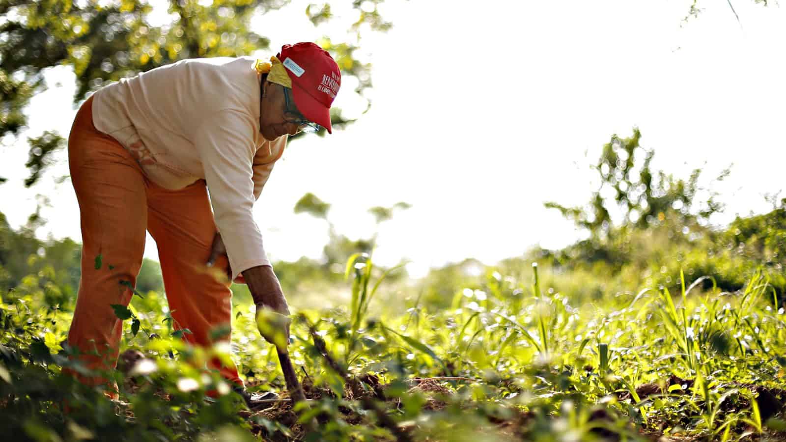 Del campo al campo en Santo Domingo