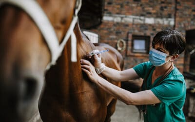 Ciclo de vacunación equina en Guatapé
