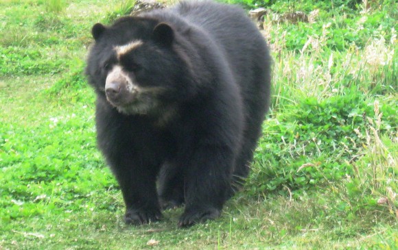 Cámaras monitorean el oso de anteojos en Betulia
