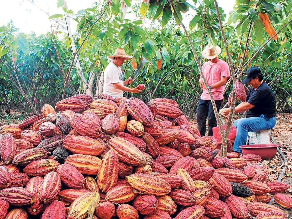 Maceo fortalece el campo
