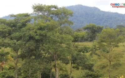 Chigorodó protege las fuentes hídricas