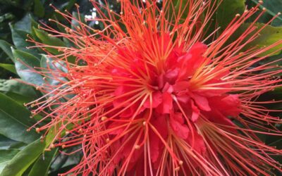 Itagüí comprometido con el cuidado de la flora