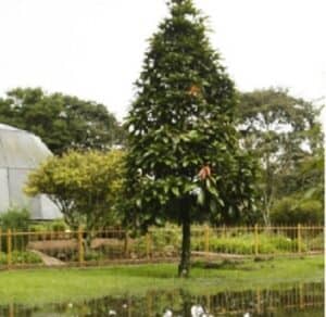 Poema: Susurro de un árbol antioqueño