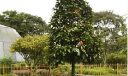 Poema: Susurro de un árbol antioqueño