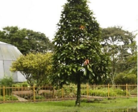 Poema: Susurro de un árbol antioqueño