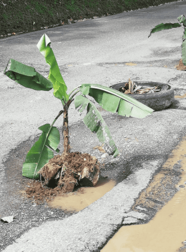 Debido al mal estado de la vía la comunidad sembró plátanos entre la Autopista Medellín-Bogotá