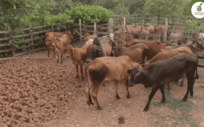 Yondó trabaja para fortalecer el sector agrícola