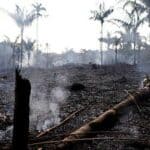 Poema: Selva se muere
